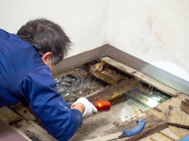 Best Emergency Mold Removal  in Norton Center, MA