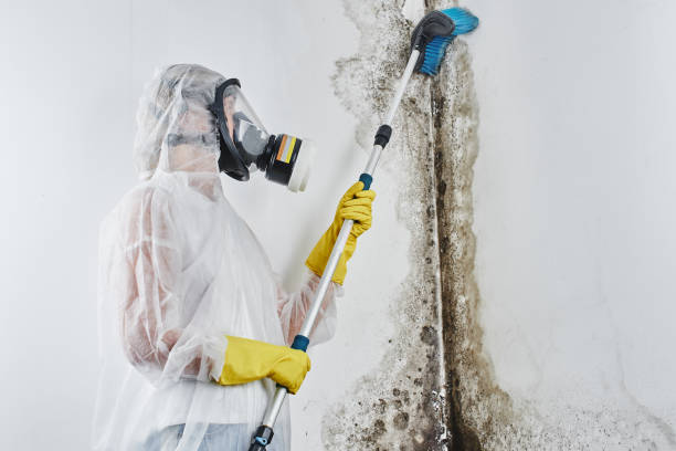 Best Residential Mold Removal  in Norton Center, MA
