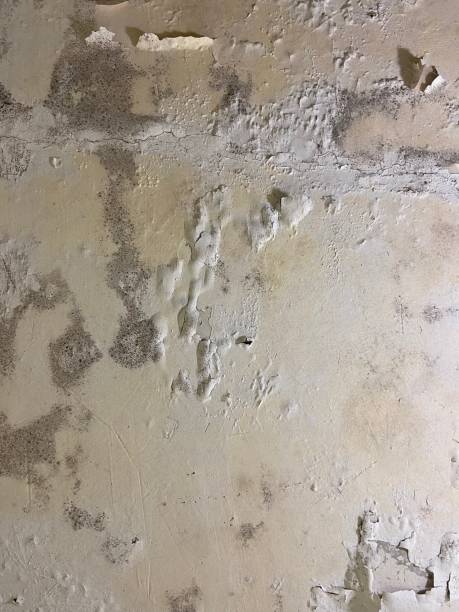 Best Mold Removal Company Near Me  in Norton Center, MA