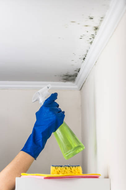 Norton Center, MA Mold Removal Company